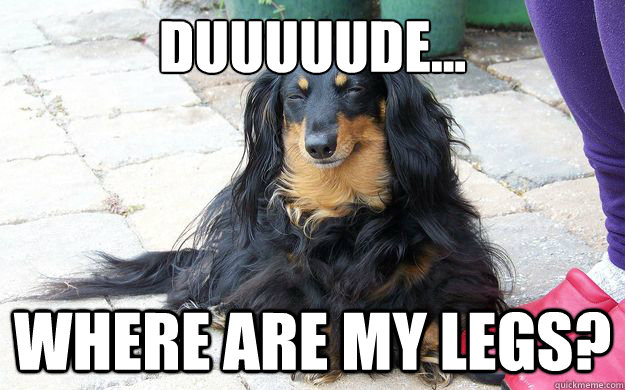 Duuuuude... where are my legs? - Duuuuude... where are my legs?  10 Dachshund