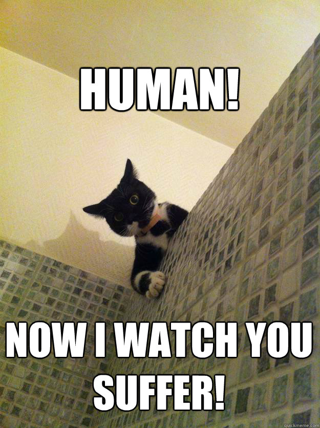 HUMAN! NOW I WATCH YOU SUFFER! - HUMAN! NOW I WATCH YOU SUFFER!  Incredulous Cat