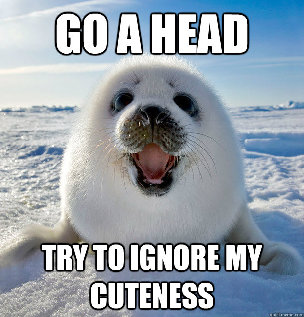 go a head try to ignore my cuteness  Easily Pleased Seal