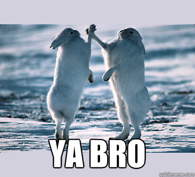  ya bro  Bunny Bros