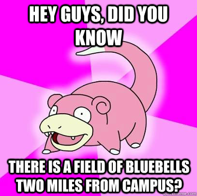 hey guys, did you know There is a field of bluebells two miles from campus?  Slowpoke