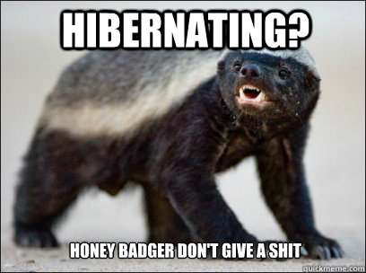 hibernating? Honey badger don't give a shit  