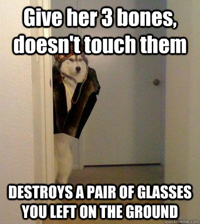 Give her 3 bones, doesn't touch them DESTROYS A PAIR OF GLASSES YOU LEFT ON THE GROUND  Scumbag dog