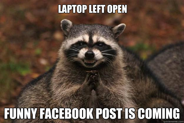 Laptop left open Funny facebook post is coming  Evil Plotting Raccoon