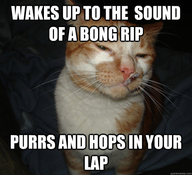 wakes up to the  sound of a bong rip Purrs and hops in your lap  Cool Cat Craig
