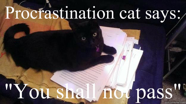 Procrastination cat says: 