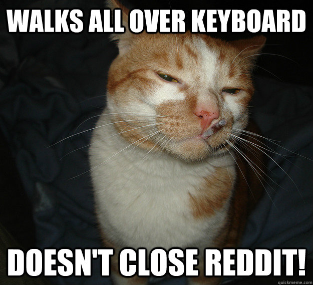 Walks all over keyboard Doesn't close Reddit!  Good Guy Cat