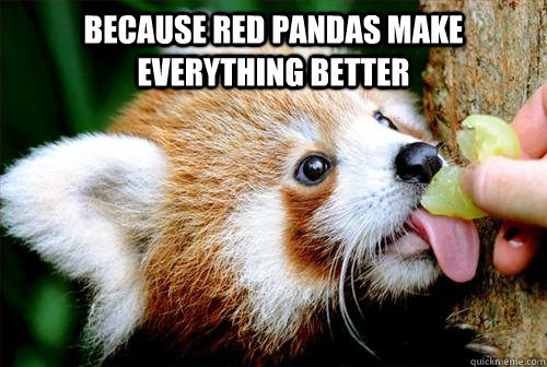 Because Red Pandas make everything better  