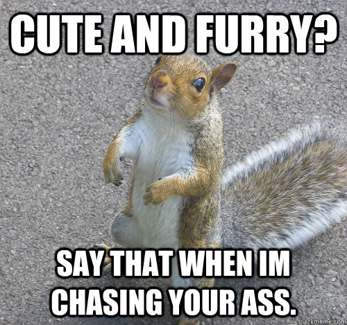 cute and furry? say that when im chasing your ass.  Squirrel