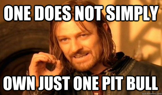 ONE DOES NOT SIMPLY OWN JUST ONE PIT BULL  One Does Not Simply