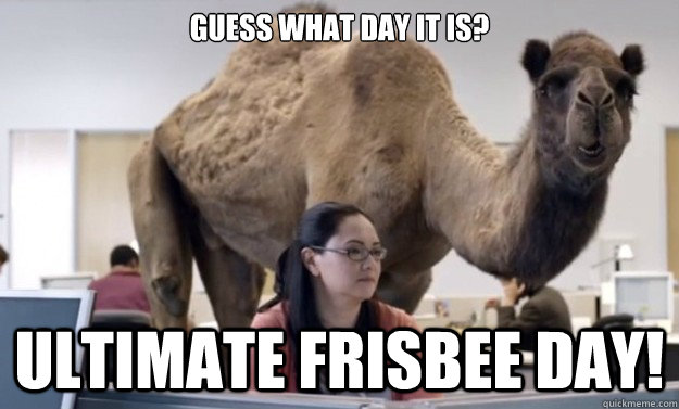 GUESS WHAT DAY IT IS?  ULTIMATE FRISBEE DAY!  Hump Day Camel