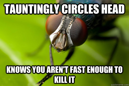 tauntingly circles head knows you aren't fast enough to kill it - tauntingly circles head knows you aren't fast enough to kill it  Stupid Annoying Fly