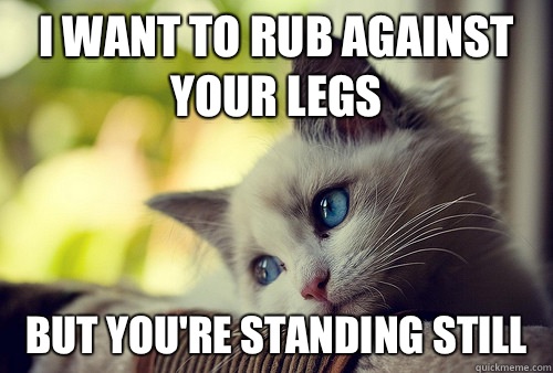 I want to rub against your legs but you're standing still  First World Problems Cat