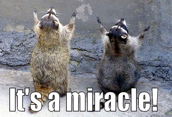  IT'S A MIRACLE! Misc