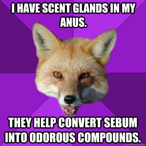 I have scent glands in my anus. They help convert sebum into odorous compounds.  Forensics Fox