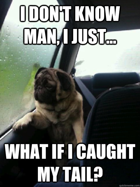 I don't know man, I just... what if i caught my tail?  Introspective Pug