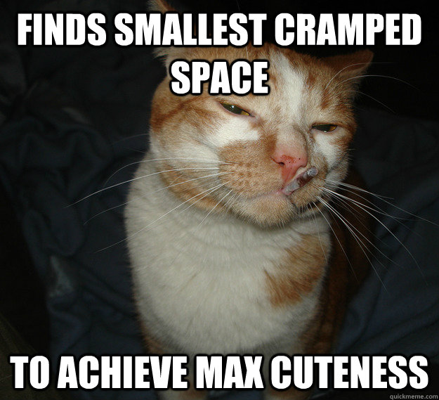 Finds smallest cramped space to achieve max cuteness  Good Guy Cat