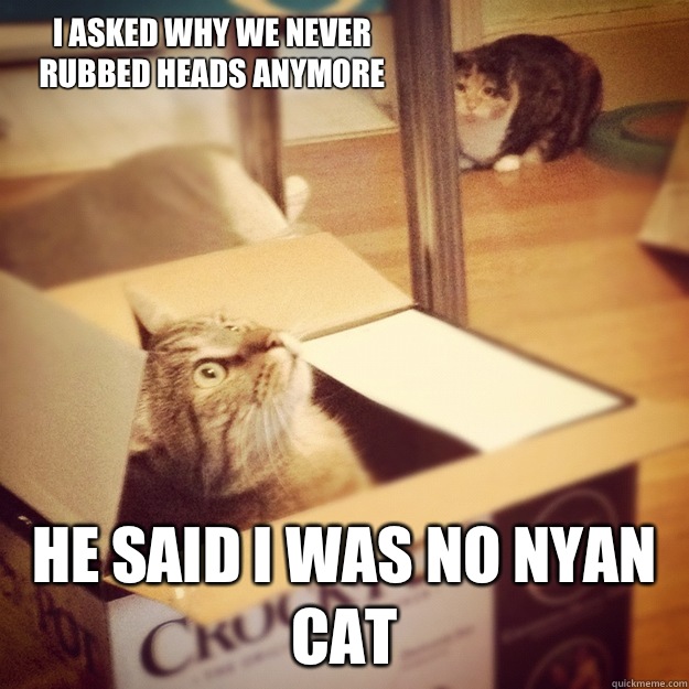 I asked why we never rubbed heads anymore He said I was no nyan cat  Cats wife