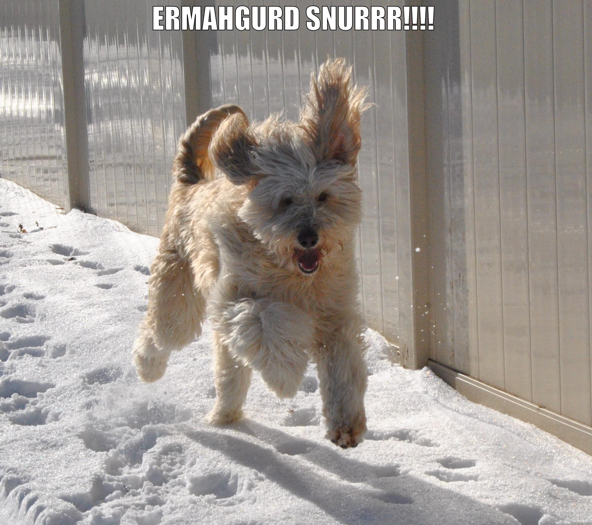 ERMAHGERD SNURR DOG - ERMAHGURD SNURRR!!!!  Misc