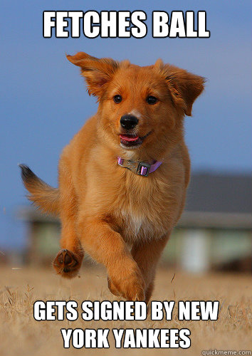 fetches ball gets signed by New york yankees  Ridiculously Photogenic Puppy