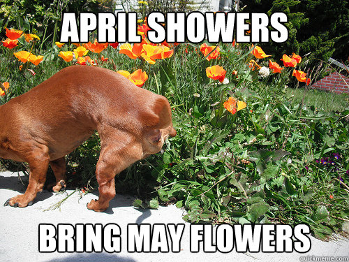 April Showers Bring May Flowers - April Showers Bring May Flowers  Misc