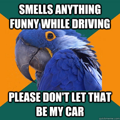 Smells anything funny while driving  Please don't let that be my car  Paranoid Parrot