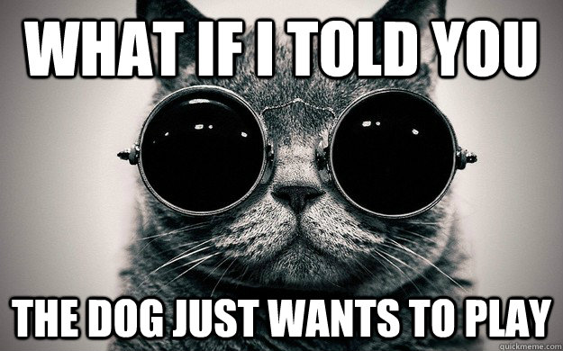 What if i told you the dog just wants to play  Morpheus Cat Facts