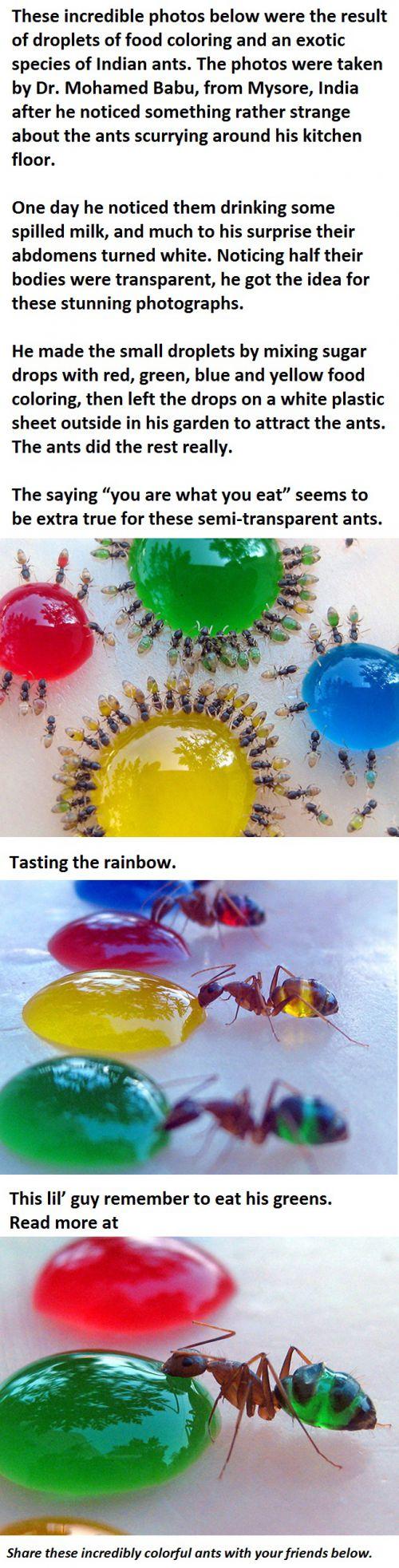 This Is What Happens When Ants Drink Colored Liquid…  -   Misc