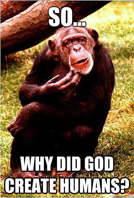 So... Why did god create humans? - So... Why did god create humans?  Confused Chimpanzee