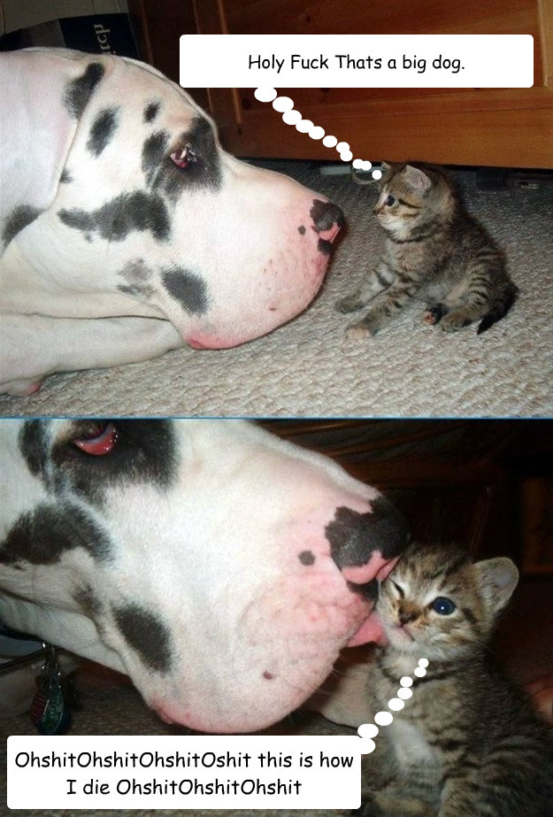 Holy Fuck Thats a big dog. OhshitOhshitOhshitOshit this is how I die OhshitOhshitOhshit  David And Goliath