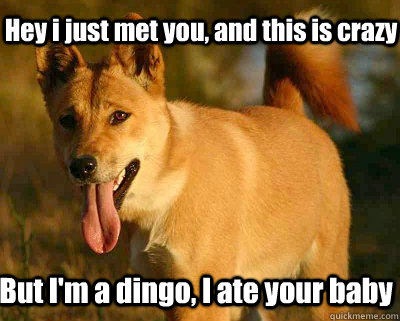 Hey i just met you, and this is crazy But I'm a dingo, I ate your baby - Hey i just met you, and this is crazy But I'm a dingo, I ate your baby  dingo ate my baby
