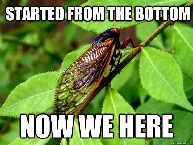 Started from the bottom Now we here - Started from the bottom Now we here  Annoying cicada