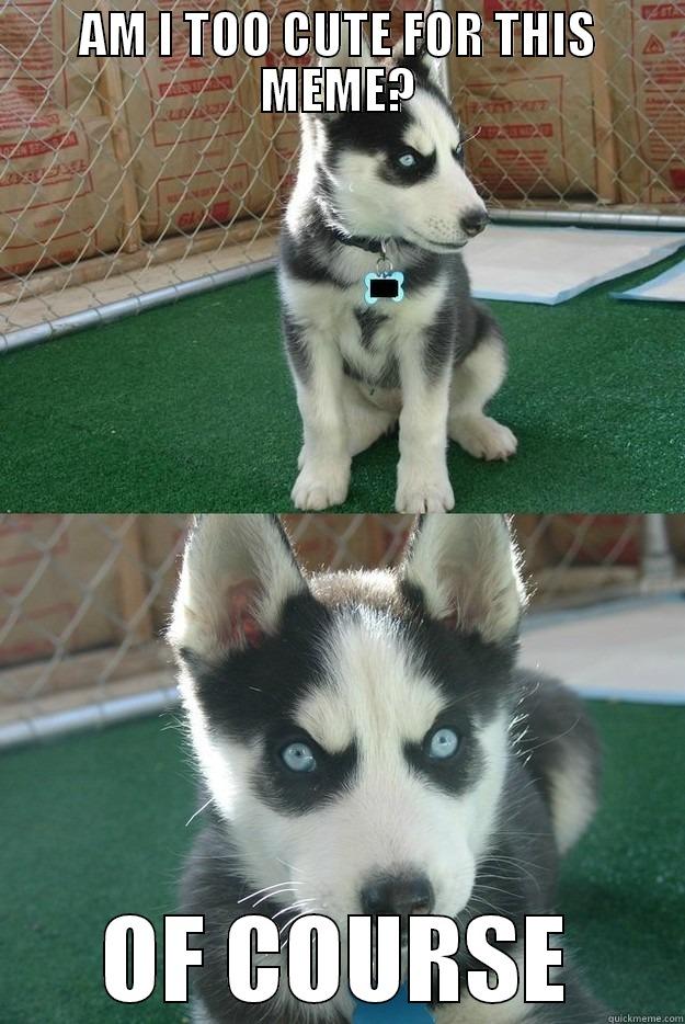AM I TOO CUTE FOR THIS MEME? OF COURSE Insanity puppy