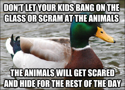 Don't let your kids bang on the glass or scram at the animals the animals will get scared and hide for the rest of the day  Actual Advice Mallard