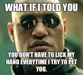 What if I told you You don't have to lick my hand everytime I try to pet you. - What if I told you You don't have to lick my hand everytime I try to pet you.  What if I told you