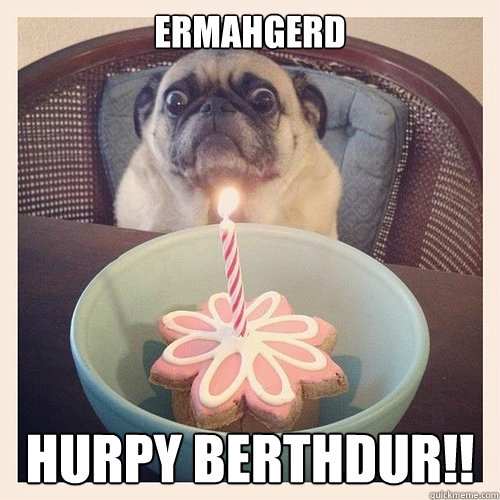 ERMAHGERD HURPY BERTHDuR!! - ERMAHGERD HURPY BERTHDuR!!  Scared birthday pug