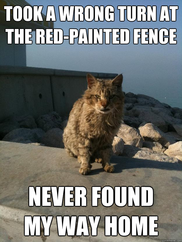 took a wrong turn at the red-painted fence never found 
my way home  Bitter Cat