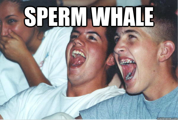 SPERM WHALE   Imature high schoolers