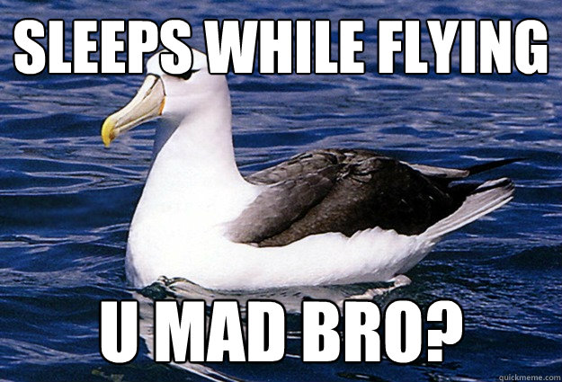 Sleeps while flying u mad bro? - Sleeps while flying u mad bro?  albatross boss