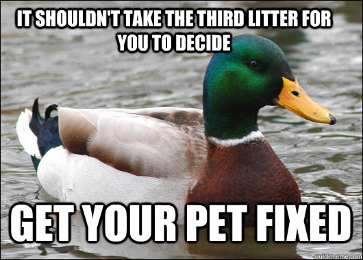 It shouldn't take the third litter for you to decide Get your pet fixed  Actual Advice Mallard