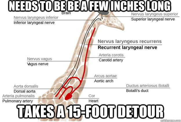 needs to be be a few inches long takes a 15-foot detour  Scumbag Intelligently Designed Giraffe Recurrent Laryngeal Nerve