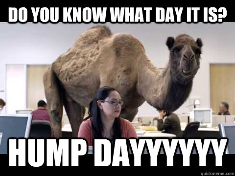 Do you know what day it is? Hump dayyyyyy  Hump Day Camel