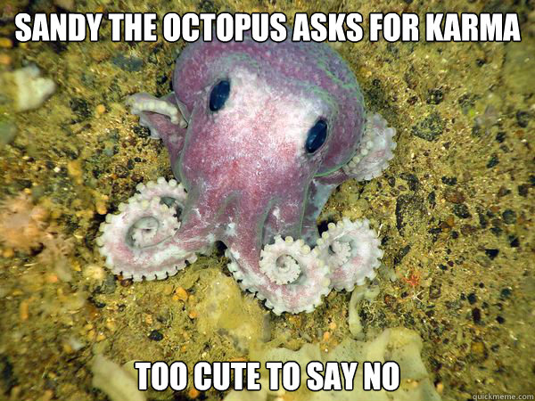 Sandy the octopus asks for karma too cute to say no - Sandy the octopus asks for karma too cute to say no  Sandy the octopus