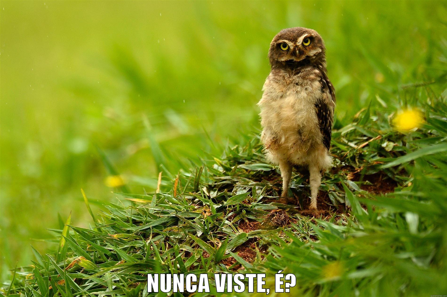  NUNCA VISTE, É? Misc