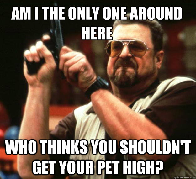 Am I the only one around here Who thinks you shouldn't get your pet high?  Walter