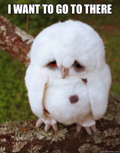 I want to go to there   Depressed Owl