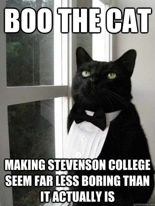 BOO the cat  making stevenson college seem far less boring than it actually is  - BOO the cat  making stevenson college seem far less boring than it actually is   One Percent Cat