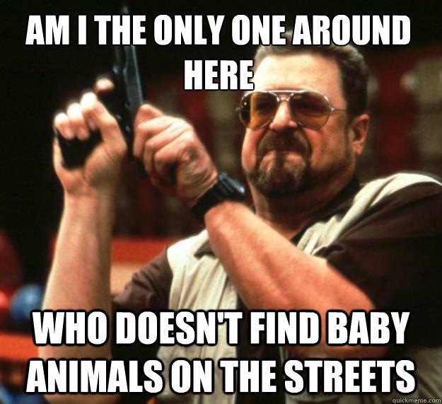 Am I the only one around here who doesn't find baby animals on the streets  Walter