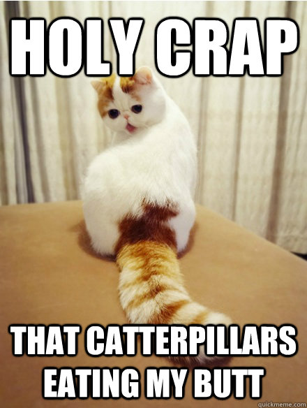 Holy crap that catterpillars eating my butt  