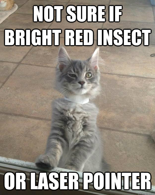 Not Sure if Bright Red insect or laser pointer - Not Sure if Bright Red insect or laser pointer  Skeptical Kitten
